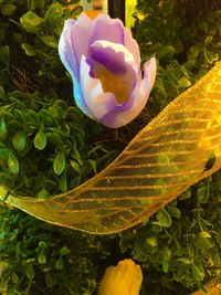 Close-up of yellow flowers