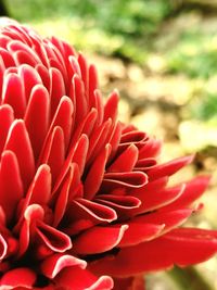 Close-up of red flower