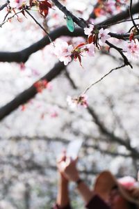 Woman photographing cherry blossom tree