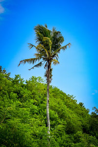 Low angle view of coconut palm tree against blue sky