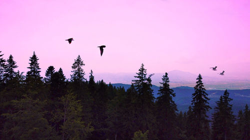 Silhouette birds flying against sky during sunset