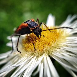 Close-up of insect on flower