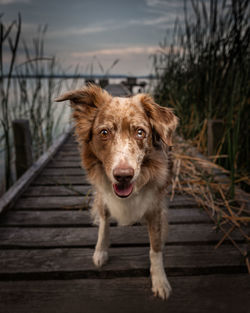 Portrait of dog standing on wood