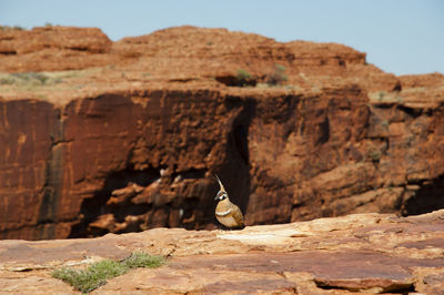 View of bird perching on rock