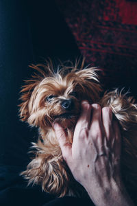 Midsection of person holding small dog