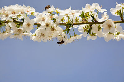 Low angle view of cherry blossoms against sky