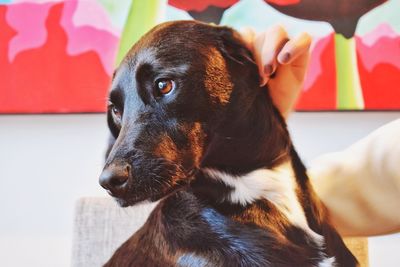 Close-up of dog at home