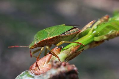 Close-up of insect on leaf