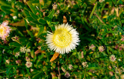 Close-up of white flowering plant