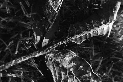 Close-up of snow on branch