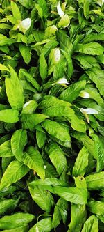 Full frame shot of leaves