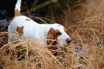 View of a dog resting on field