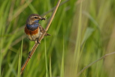 Close-up of bluethroat with insect in beak perching on twig