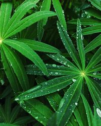 High angle view of wet plant leaves during rainy season