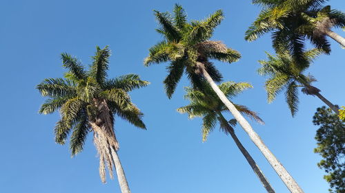 Low angle view of palm tree against blue sky