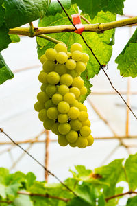 Close-up of grapes growing on tree