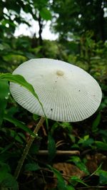 Close-up of mushroom growing on field