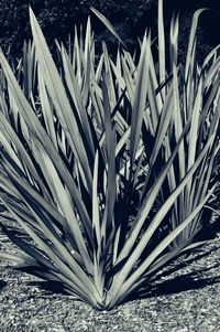 Low angle view of plants