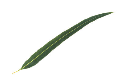 Close-up of fresh green plant against white background