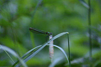 Close-up of damselfly on a plant