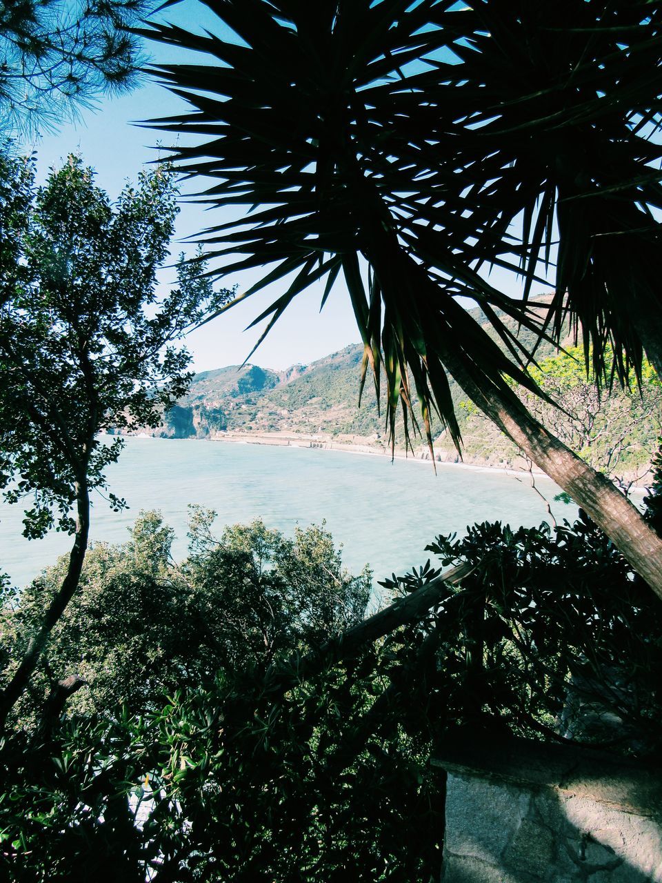 tree, growth, reflection, nature, sky, water, no people, branch, beauty in nature, palm tree, outdoors, scenics, leaf, lake, day