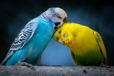 Close-up of birds perching on wood