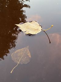 High angle view of leaves floating on water