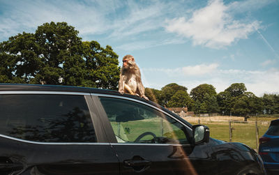 Dog in a car