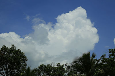 Low angle view of palm trees against blue sky