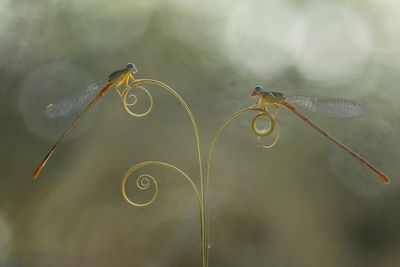 Damselflies on beautiful plants