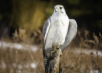 Portrait of a gyrfalcon  in autumn colors