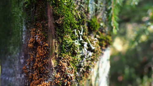 Close-up of waterfall in forest