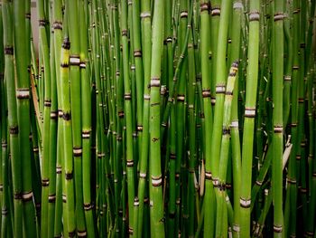 Full frame shot of plants