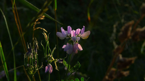 Close-up of pink crocus flowers on field