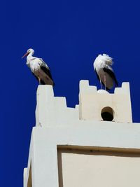 Low angle view of seagulls perching on building against blue sky