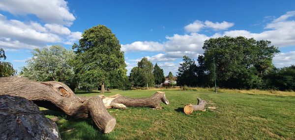 View of trees on field against sky