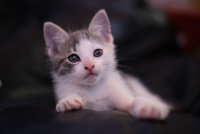 Close-up portrait of a kitten