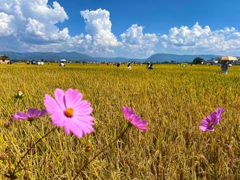 View of purple flowering plants on field against sky