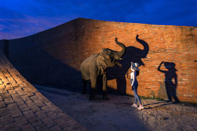 Full length of woman standing with elephant by wall