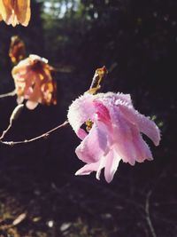 Close-up of honey bee on flower