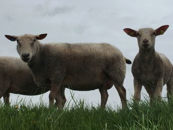 Sheep standing on field against sky