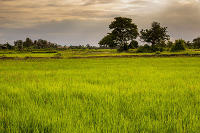 Scenic view of agricultural field against sky