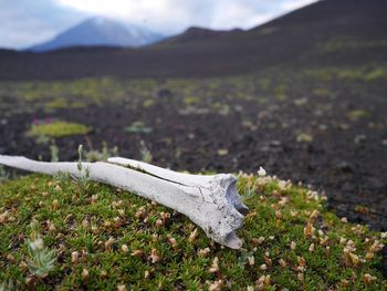 Close-up of animal skull on field