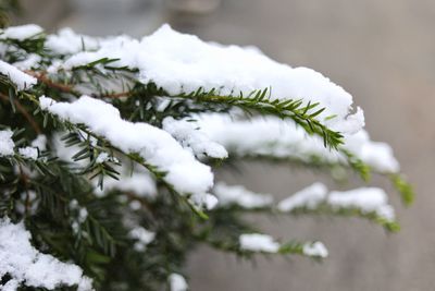 Close-up of snow covered pine tree