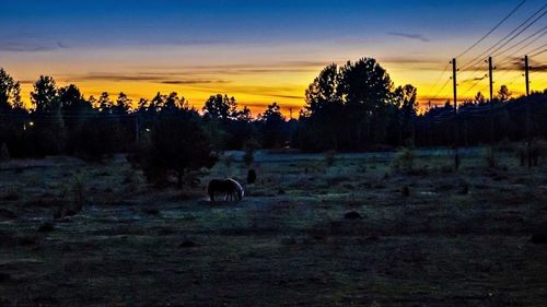 Scenic view of field against sky at sunset