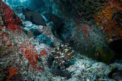 Fish swimming in sea