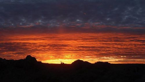 Silhouette of trees at sunset