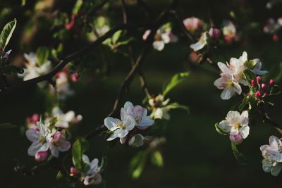 Close-up of flowers in bloom