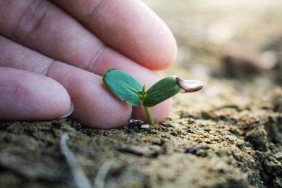 Close-up of hand touching plant