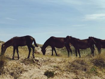 Horses on a field